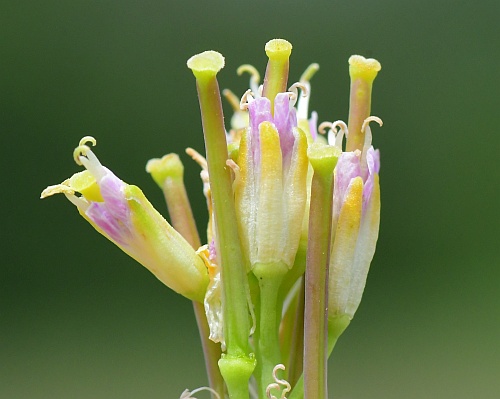 Turritis_glabra_sepals.jpg