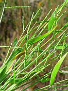 Urochloa platyphylla thumbnail