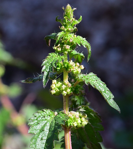 Urtica_chamaedryoides_inflorescence.jpg