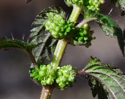 Urtica_chamaedryoides_inflorescence2.jpg