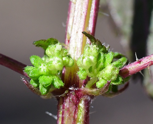 Urtica_chamaedryoides_inflorescence3.jpg