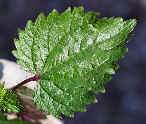 Urtica_chamaedryoides_leaf1.jpg