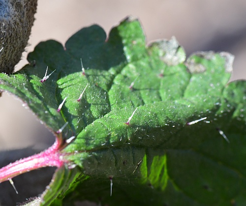 Urtica_chamaedryoides_leaf1a.jpg