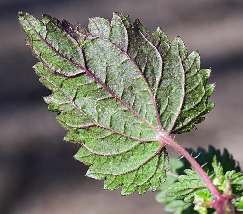 Urtica_chamaedryoides_leaf2.jpg