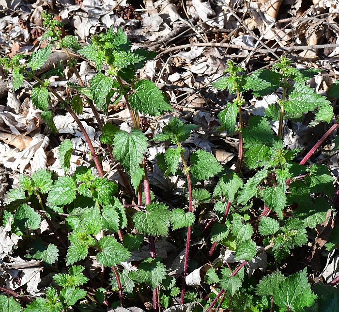 Urtica_chamaedryoides_plant.jpg