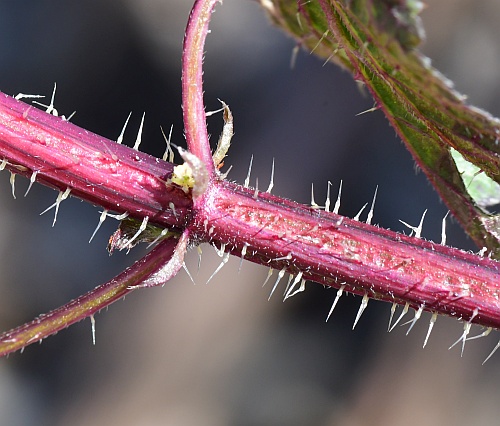 Urtica_chamaedryoides_stem.jpg