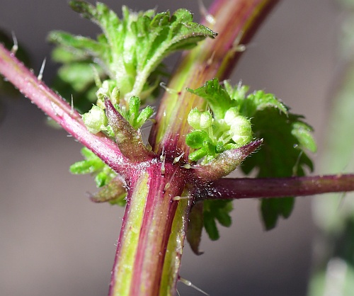 Urtica_chamaedryoides_stipules.jpg