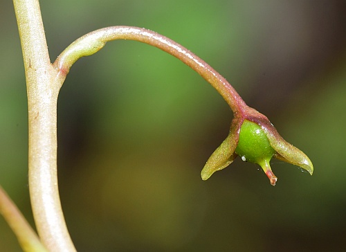 Utricularia_vulgaris_fruit.jpg