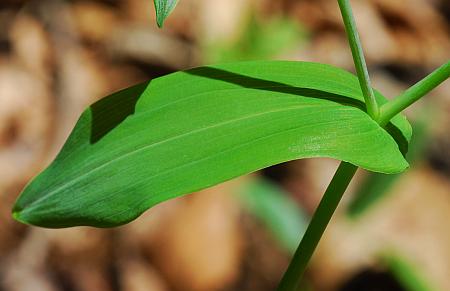 Uvularia_grandiflora_leaf1.jpg