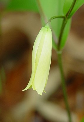 Uvularia_sessilifolia_flower.jpg