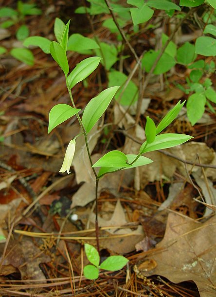 Uvularia_sessilifolia_plant.jpg