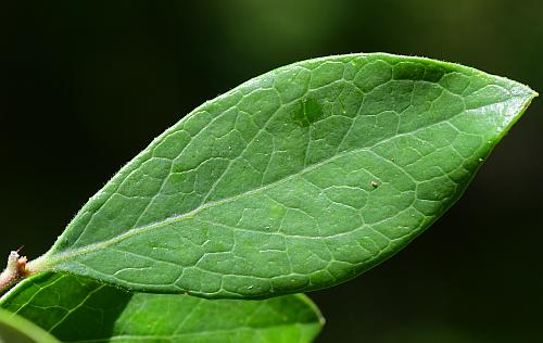 Vaccinium_arboreum_leaf1.jpg