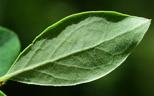 Vaccinium_arboreum_leaf2.jpg