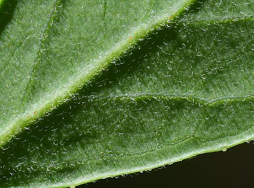 Vaccinium_arboreum_leaf2a.jpg