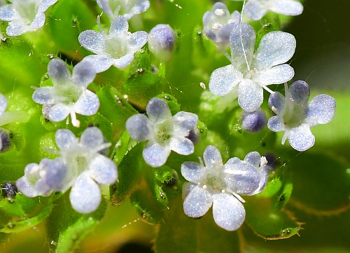 Valerianella_locusta_flowers2.jpg