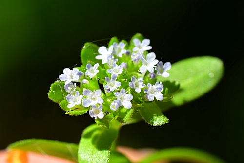 Valerianella_locusta_inflorescence.jpg