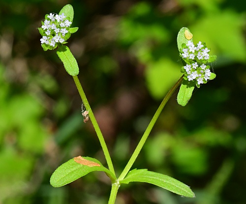 Valerianella_locusta_inflorescences.jpg