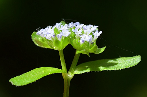 Valerianella_locusta_inflorescences2.jpg