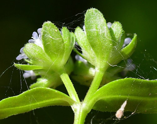 Valerianella_locusta_involucres.jpg