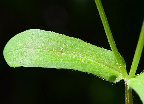 Valerianella_locusta_leaf1.jpg