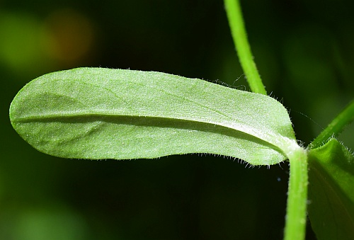 Valerianella_locusta_leaf2.jpg
