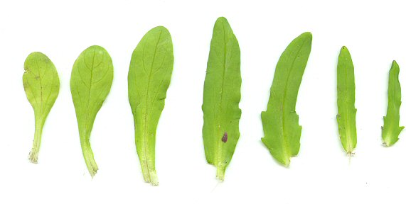 Valerianella_locusta_pressed.jpg