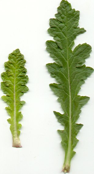 Verbascum_blattaria_basal_leaves.jpg
