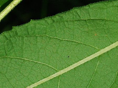 Verbesina_alternifolia_leaf2.jpg