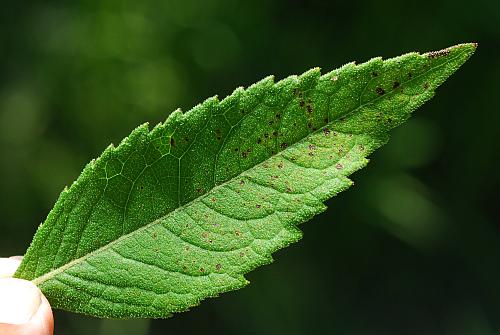 Verbesina_helianthoides_leaf1.jpg