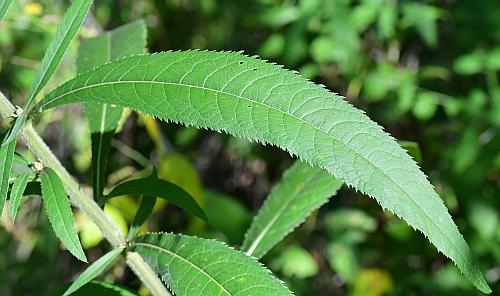 Vernonia_gigantea_leaf1.jpg