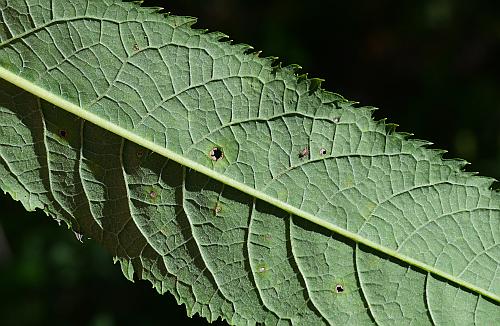 Vernonia_gigantea_leaf2.jpg