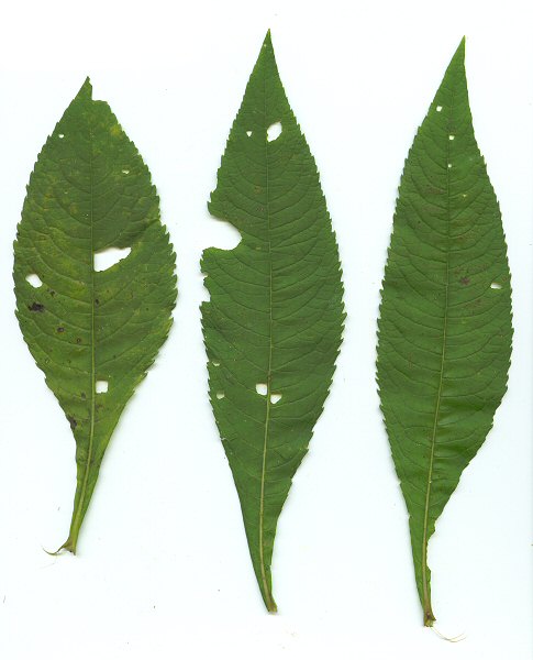 Vernonia_gigantea_leaves1.jpg