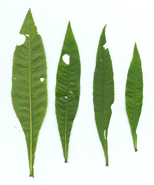 Vernonia_gigantea_leaves2.jpg