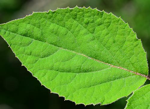 Viburnum_carlesii_leaf1.jpg