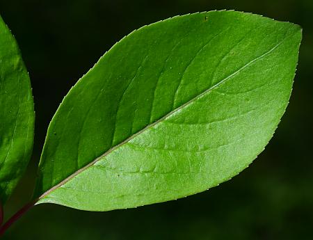 Viburnum_prunifolium_leaf1.jpg