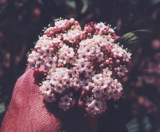 Viburnum_rhytidophyllum_flowers.jpg