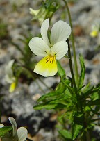 Viola arvensis thumbnail