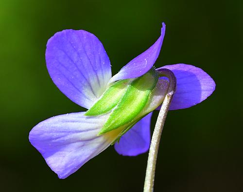 Viola_bicolor_calyx.jpg
