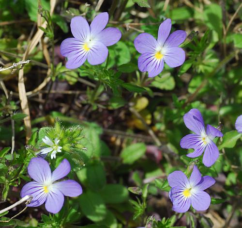 Viola_bicolor_flower3.jpg