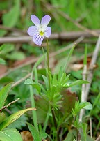 Viola bicolor thumbnail
