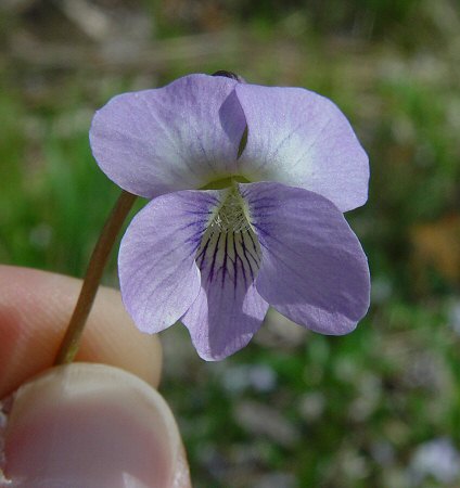 Viola_missouriensis_flower.jpg