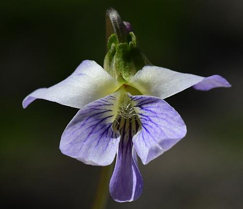 Viola_missouriensis_flower1.jpg