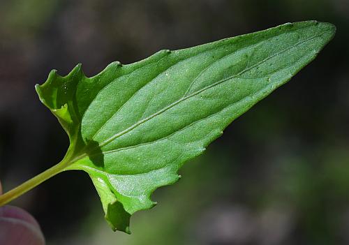 Viola_missouriensis_leaf1.jpg