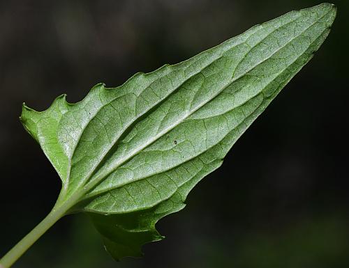 Viola_missouriensis_leaf2.jpg