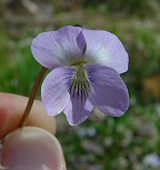 Viola missouriensis thumbnail