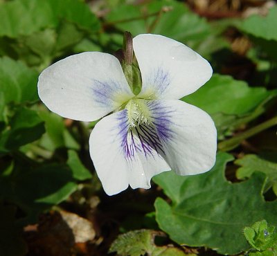 Viola_papilionacea_albiflora_flower.jpg