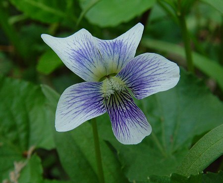 Viola_papilionacea_flower.jpg