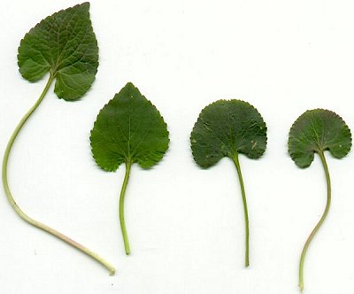 Viola_papilionacea_leaves.jpg