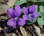 Viola papilionacea thumbnail