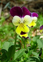 Viola tricolor thumbnail